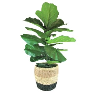 48 Inch Artificial Deluxe Fig Bush in Tri-Color Basket