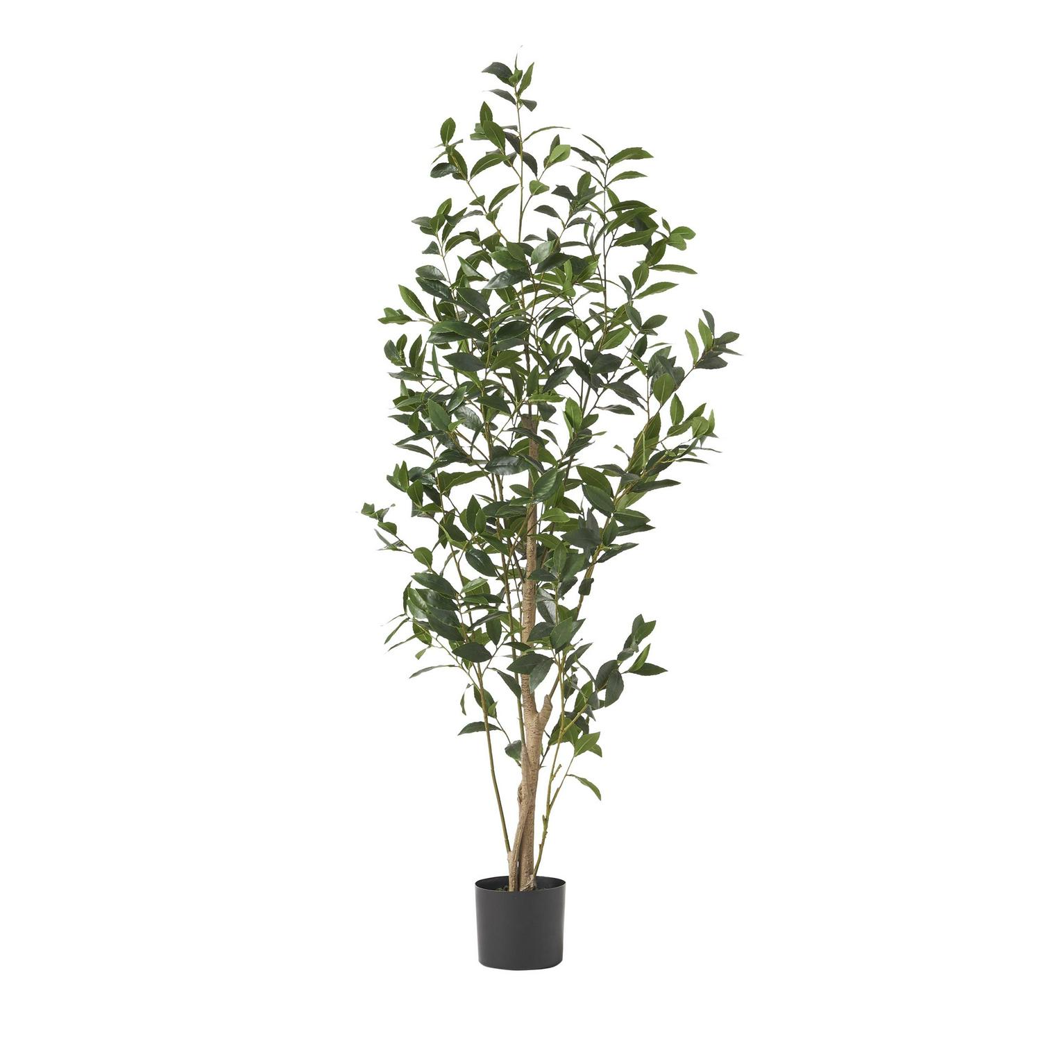 Atoka 5.5' x 2' Artificial Tabletop Laurel Tree, Green