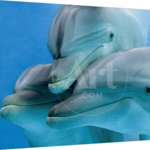 Bottlenose Dolphins, Three CloseUp of Heads Underwater, Animals Stretched Canvas Wall Art by Augusto Leandro Stanzani Sold by Art.Com