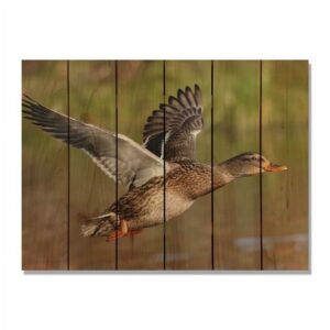 Day Dream MM3324 33 x 24 in. Majestic Mallard Inside & Outside wood Wall Art