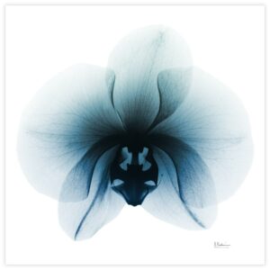 Empire Art Direct Glacial Orchid Frameless Free Floating Tempered Glass Panel Graphic Flower Wall Art, 38" x 38" x 0.2", Ready to Hang