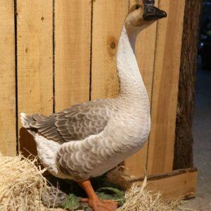 Hi-Line Gift Ltd. Goose