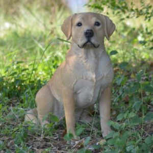 Hi-Line Gift Ltd Labrador Retreiver Sitting Statue, Yellow