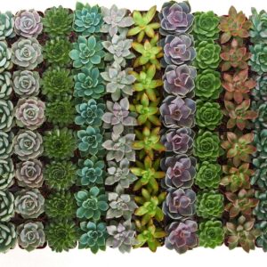 Home Botanicals Rosette Succulent (Collection of 256)