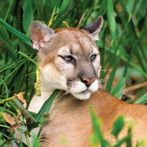 Living in the Environment (Hardcover)