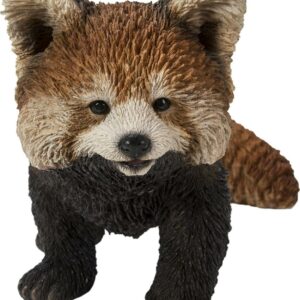 Red Panda Cub Walking