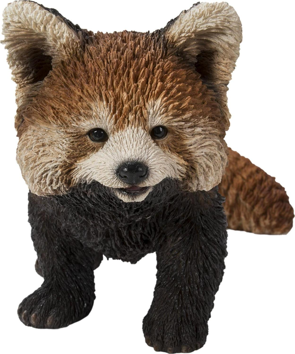 Red Panda Cub Walking