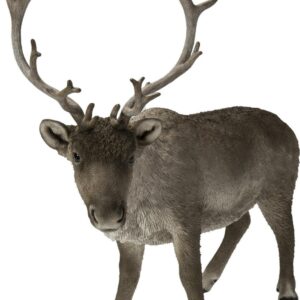 Hi-Line Gift Ltd. Reindeer Standing