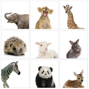 Stupell Baby Animal Portraits 9pc Multi Piece Canvas Wall Art Set