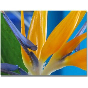 Trademark Art "Bird of Paradise" Canvas Wall Art by Kathie McCurdy