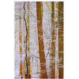Trademark Art "Rainbow Woods" Canvas Art by Kathie McCurdy