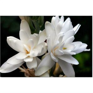 Trademark Art "Twin Tuber Rose" Canvas Art by Kurt Shaffer, 28x42