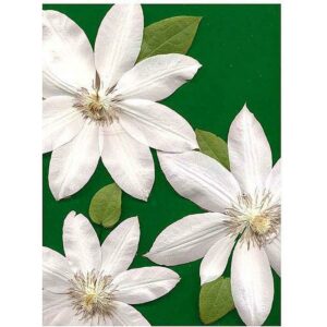 Trademark Art "White Clemantis" Canvas Art by Kathie McCurdy