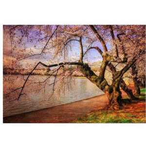 Trademark Fine Art "At the Cherry Blossom Festival" Canvas Art by Lois Bryan