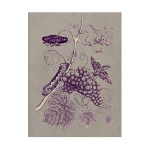 Trademark Fine Art 'Nature Study in Plum & Taupe III' Canvas Art by Maria S. Merian