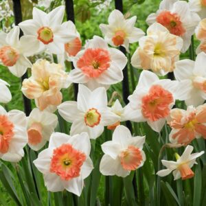 Van Zyverden Daffodils, Pink Mixture, Set of 100 Bulbs Pink Part Sun