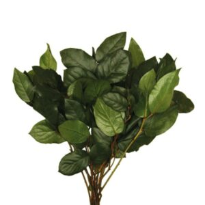 Vickerman 16-22" Basil Salal - Bulk - Premium, approximately 10 lbs per box, Preserved