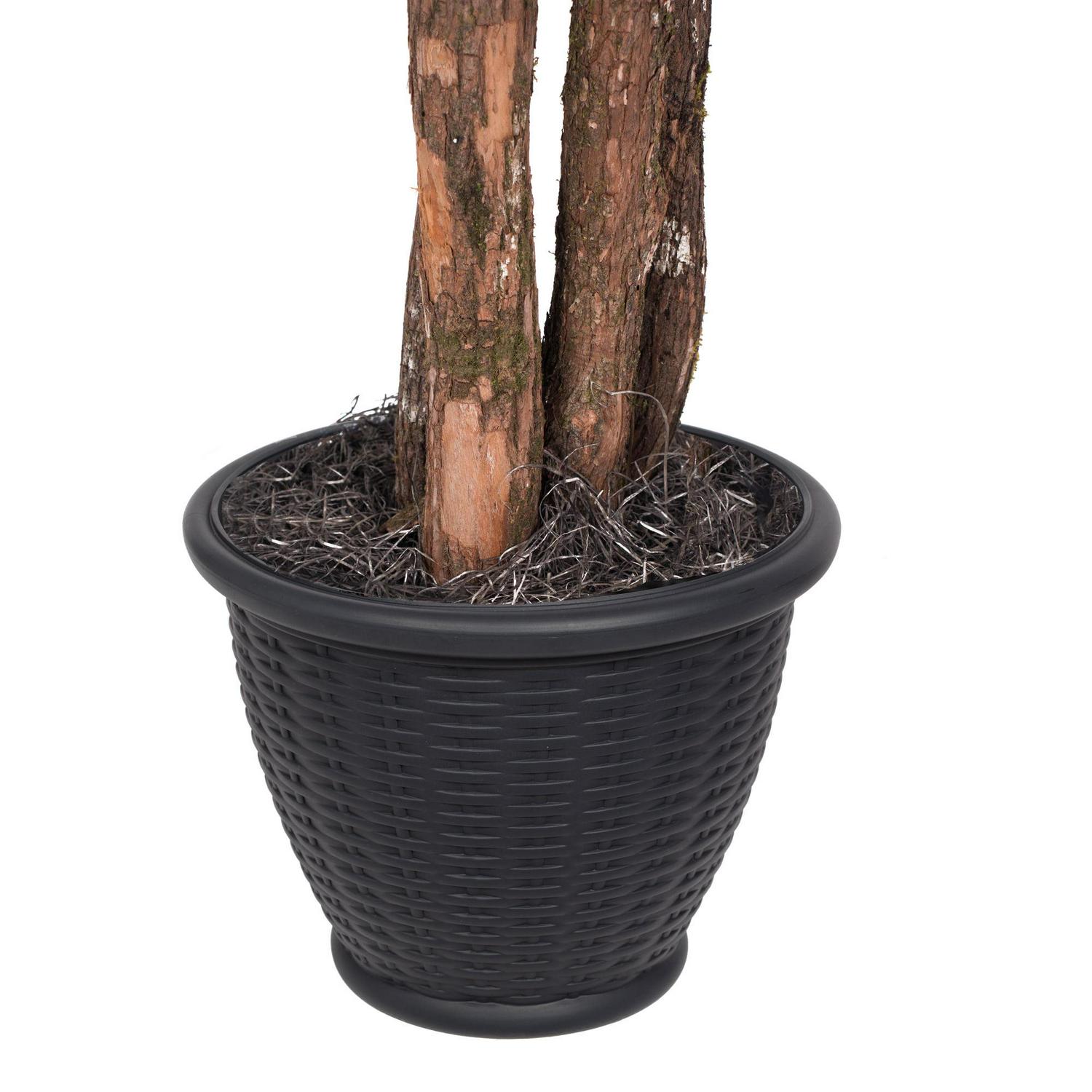 Vickerman 4' Artificial Ming Aralia Bush, Rattan Basket - Image 5