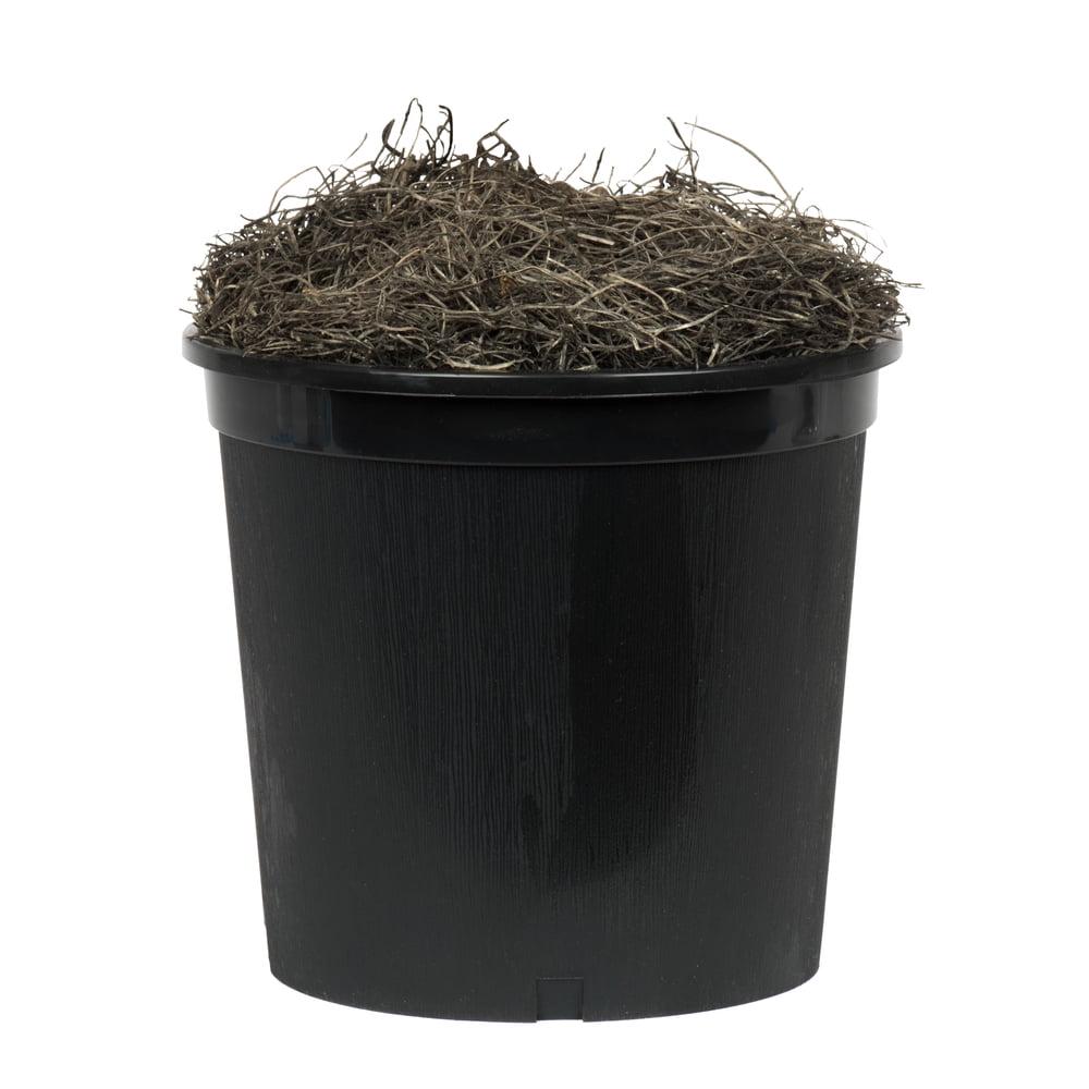 Vickerman 4' Artificial Capensia Bush, Black Plastic Pot. - Image 4