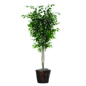 Vickerman 6' Artificial Ficus Deluxe, Rattan Basket.