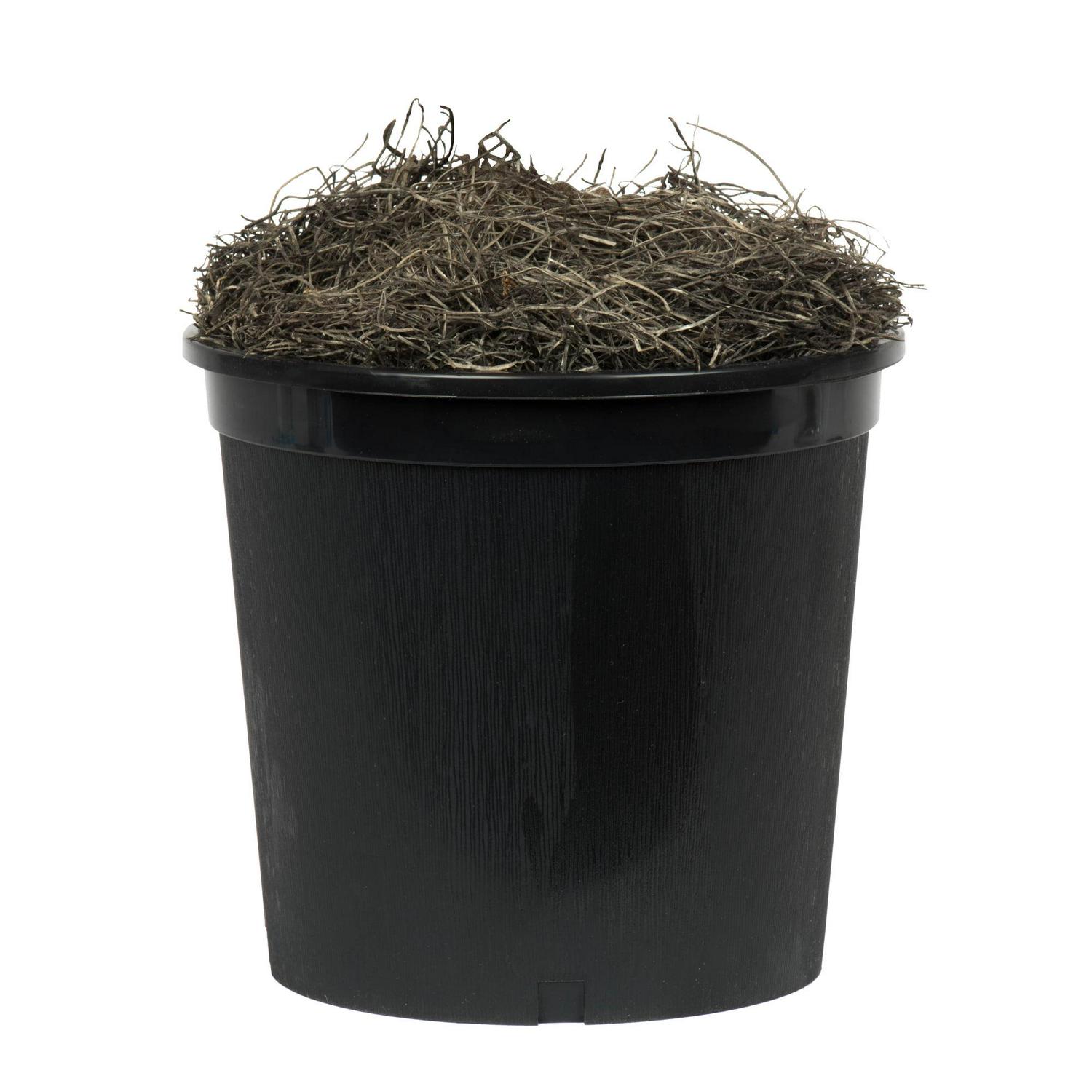 Vickerman 6' Artificial Capensia Executive, Black Plastic Pot - Image 3