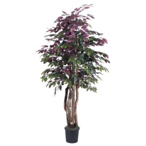 Vickerman 6' Artificial Capensia Executive, Black Plastic Pot