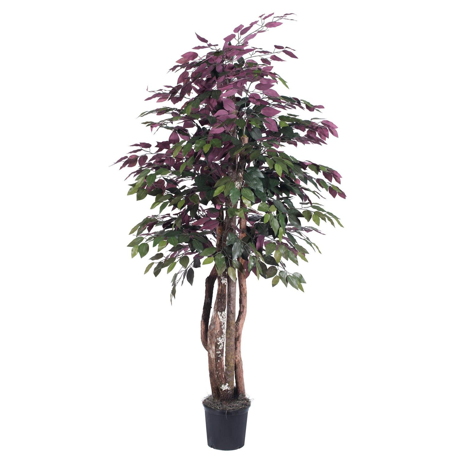 Vickerman 6' Artificial Capensia Executive, Black Plastic Pot