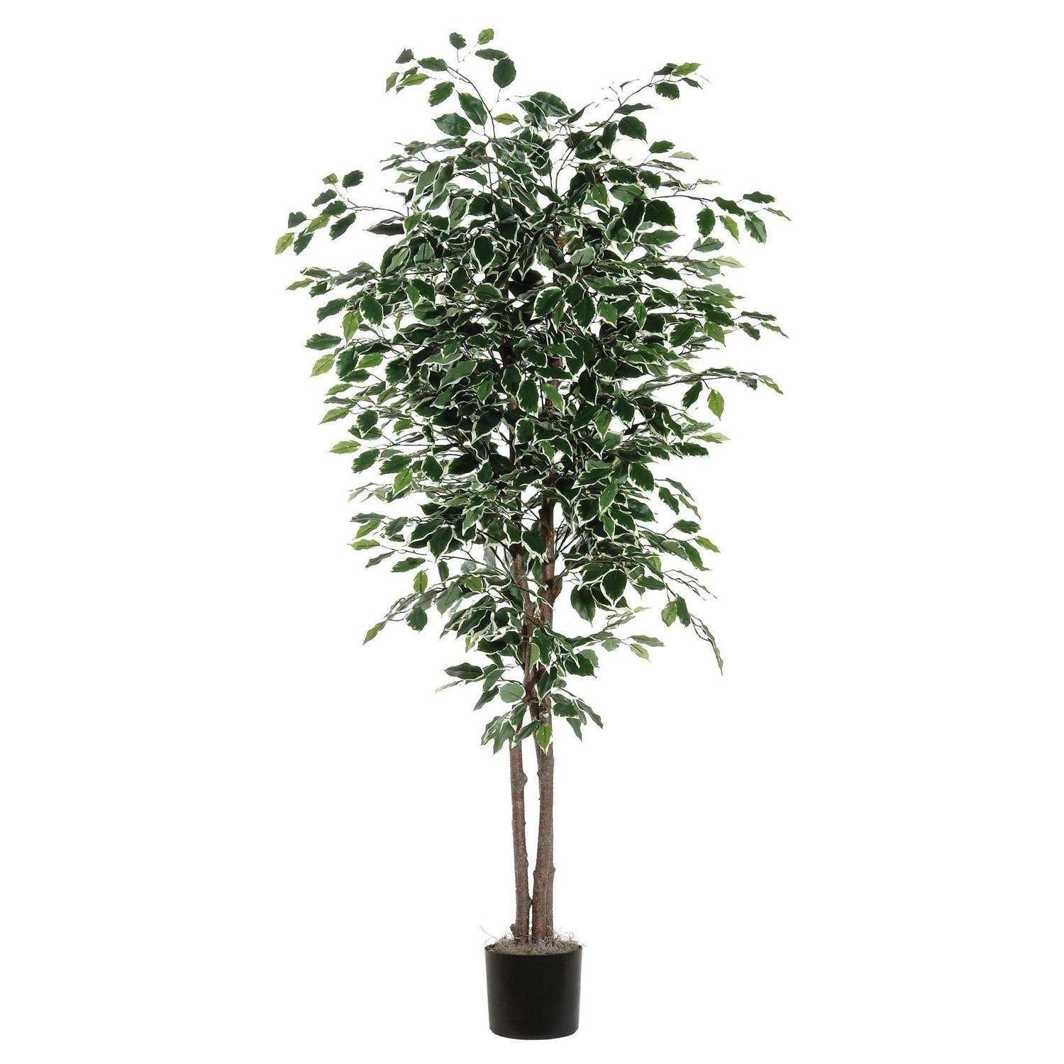 Vickerman Everyday 7' Artificial Variegated Ficus Deluxe in a Black Plastic Pot - Real Hardwood Trunks - Lifelike Home Office Decor - Faux Indoor Potted Ficus