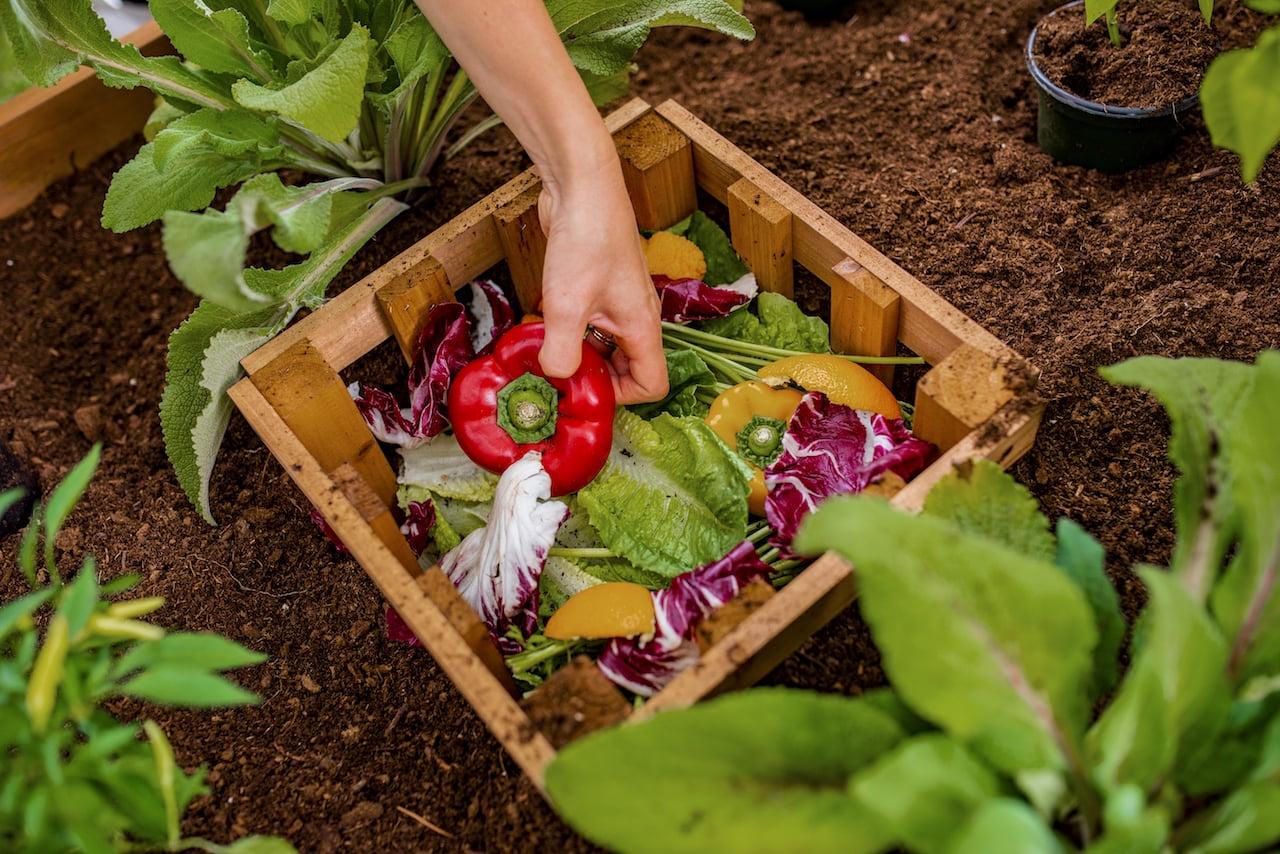 Vita Mezza 3' L x 5' W Cedar Keyhole Composting Garden, Golden Brown, VT17702 - Image 4